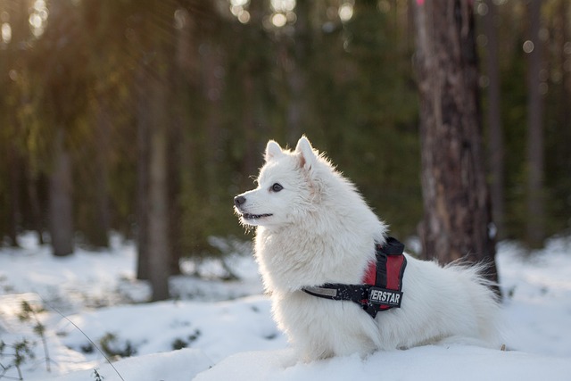 Heb jij de beste halsband voor je hond?